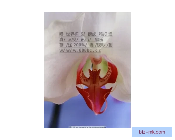 世界杯预选赛最新战况一览你需要掌握的核心信息与动态实时分析与未来展望 世界杯预选赛最新战况一览你需要掌握的核心信息与动态实时分析与未来展望
